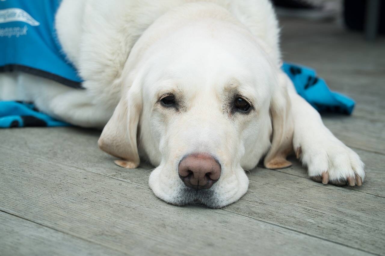 Immagine: labrador